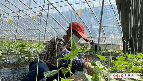陜西農(nóng)業(yè)示范園 蔬菜輪作一年四季不停歇，種苗引領(lǐng)產(chǎn)業(yè)升級(jí)