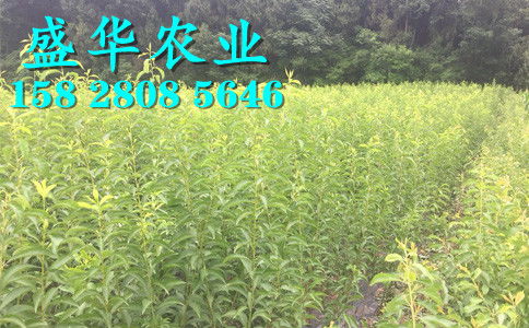 陜西脆紅李苗基地直銷(xiāo) 漢中、安康、商洛、寶雞等地區(qū)樹(shù)苗價(jià)格與種植優(yōu)勢(shì)