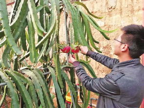 借力楊凌雙交會(huì)，南果北種成陜西種苗新寵