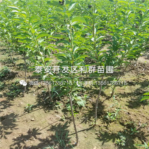 2018年陜西地區(qū)五月脆李子樹(shù)苗價(jià)格行情分析