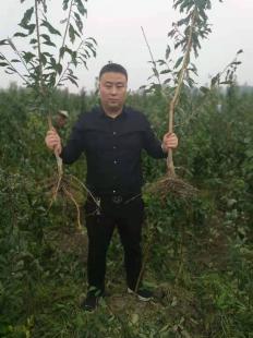 李子樹(shù)苗的整地與開(kāi)溝技術(shù)——以陜西種苗為例