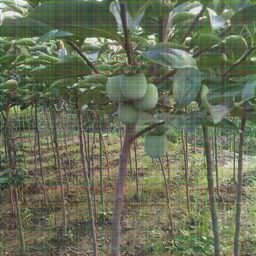 8公分柿子樹(shù) 果個(gè)大適應(yīng)性強(qiáng)，陜西種苗的優(yōu)選品種