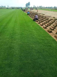 陜西姬擴建 優(yōu)質(zhì)精品種苗，全力打造陜西草坪之鄉(xiāng)