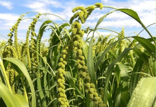 那年愿 陜北佳縣有機農(nóng)業(yè)的守護(hù)與陜西種苗的健康生活愿景