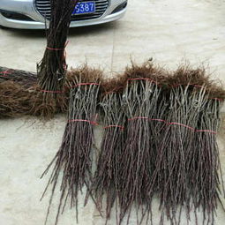 金川雪梨樹苗批發(fā)市場拓展唐山渠道 陜西種苗助力北方農(nóng)業(yè)升級