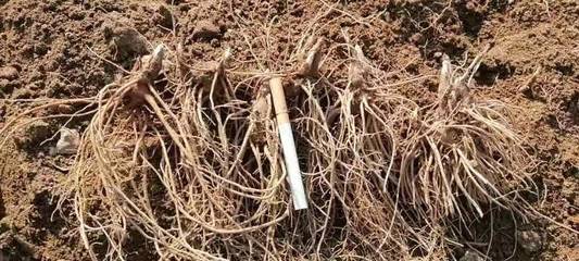 陜西商洛鎮(zhèn)安縣精品蒼術(shù)種苗批發(fā)，助力中藥材產(chǎn)業(yè)發(fā)展