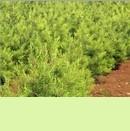 供應(yīng)陜西白皮松 價格、廠家與花卉種苗資源解析