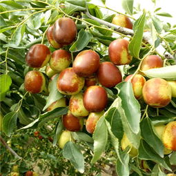 如何購買陜西泰安優(yōu)質(zhì)大紅棗嫁接棗樹苗