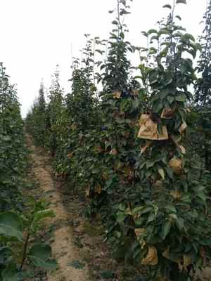 陜西庫爾勒香梨樹苗基地 廠家直供，品質(zhì)保障，最新報價信息速覽