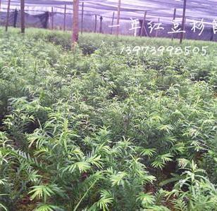 廣西與陜西苗木種苗產業對比與發展前景探析