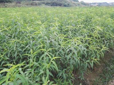 重慶黃桃苗貨源價格解析及陜西種苗市場對比