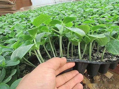 陜西種苗，技能成才——我校在中職技能大賽中再創佳績