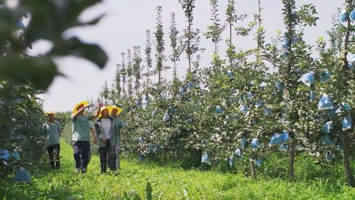 陜西照金咸恒農業科技 讓青砧結出“中國果”，做強陜西種苗